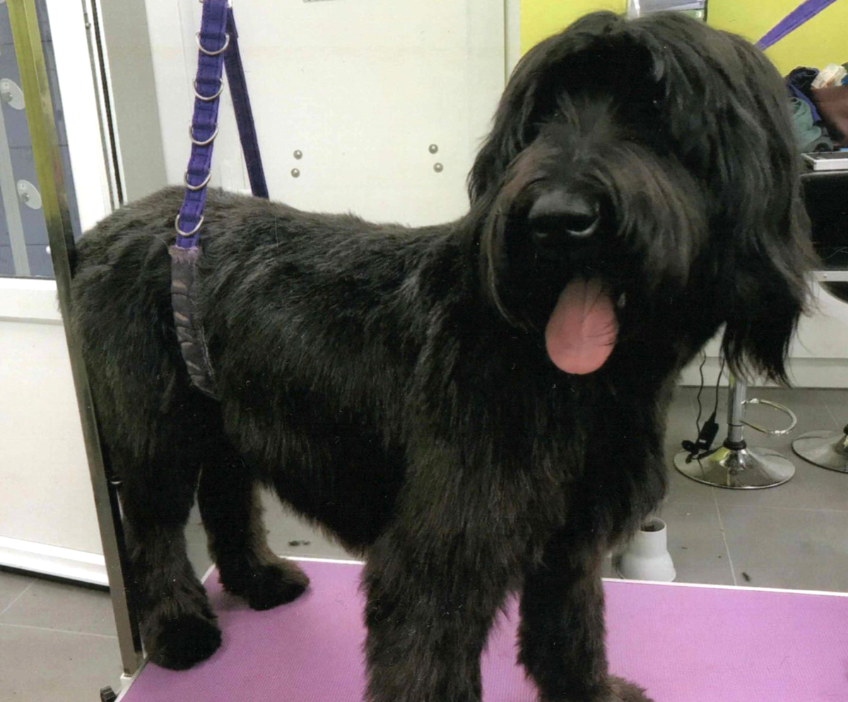 Dog Grooming 5