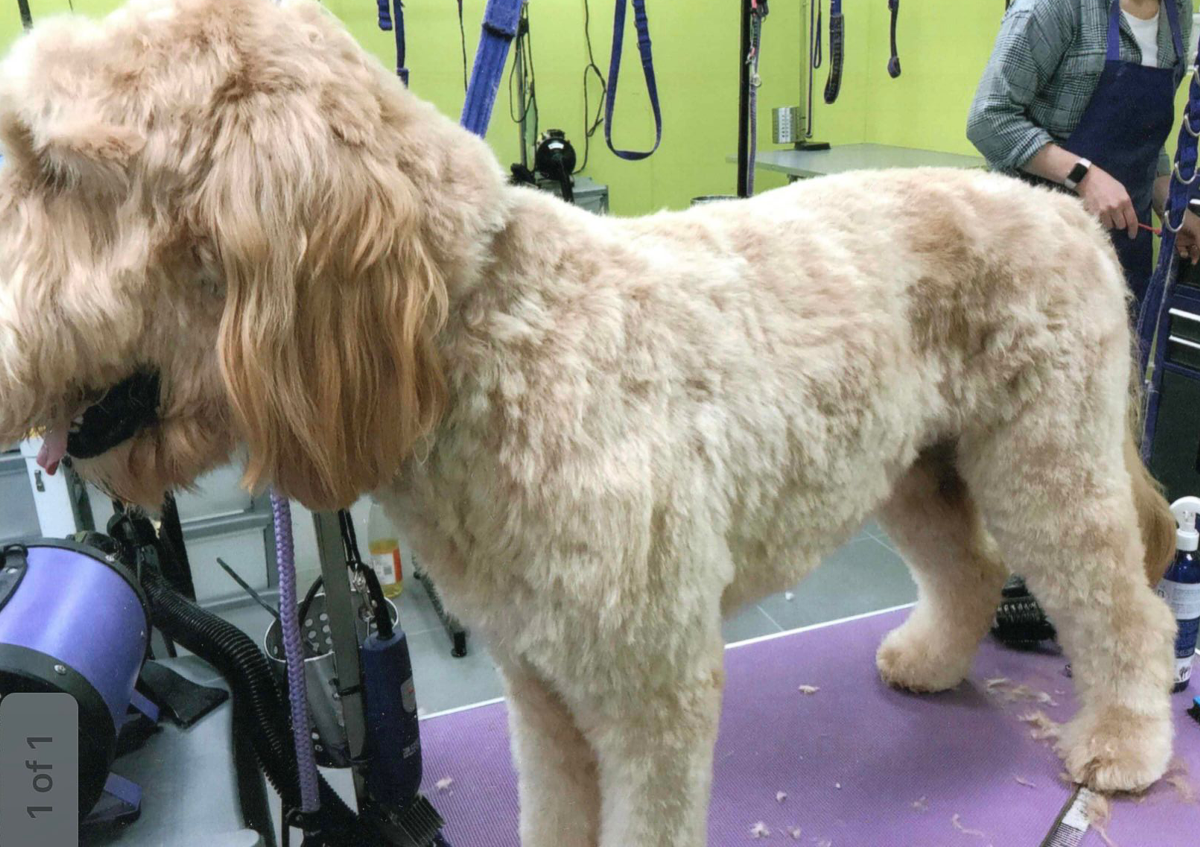 Dog Grooming 6